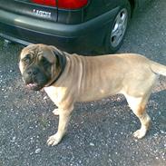 Bullmastiff "Møffe" /Werdoland´s Aron