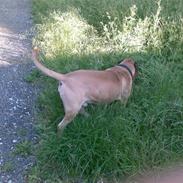 Bullmastiff "Møffe" /Werdoland´s Aron