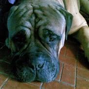 Bullmastiff "Møffe" /Werdoland´s Aron