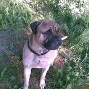 Bullmastiff "Møffe" /Werdoland´s Aron