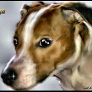 Jack russell terrier Malte <3 R.I.P. skat..