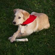 Labrador retriever Melvin Formelet