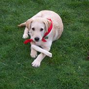 Labrador retriever Melvin Formelet