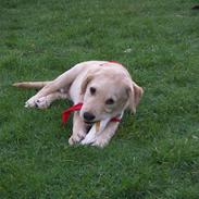 Labrador retriever Melvin Formelet