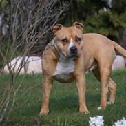 Amerikansk staffordshire terrier EMMA