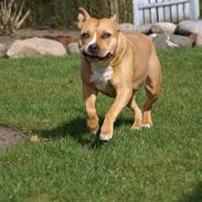 Amerikansk staffordshire terrier EMMA