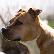 Amerikansk staffordshire terrier EMMA
