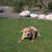 Amerikansk staffordshire terrier EMMA