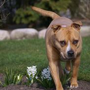 Amerikansk staffordshire terrier EMMA