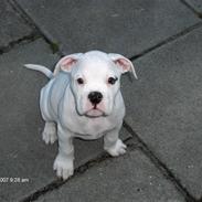 Amerikansk bulldog Basse