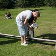 Amerikansk bulldog Basse