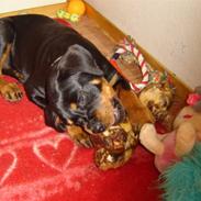 Amerikansk bulldog Basse