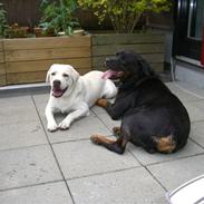 Labrador retriever Gustav