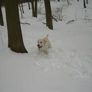 Labrador retriever Gustav