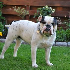 Olde english bulldogge Bullforce møffe