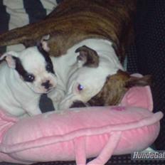 Olde english bulldogge Bullforce møffe