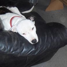 Amerikansk staffordshire terrier Sheila R.I.P.