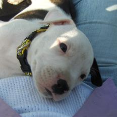 Amerikansk staffordshire terrier Sheila R.I.P.