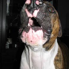 Blanding af racer OTTO