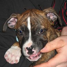 Blanding af racer OTTO