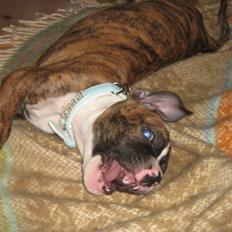 Blanding af racer OTTO