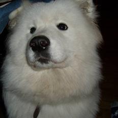Samojedhund Fina<3