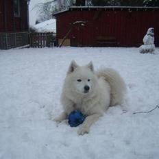 Samojedhund Fina<3