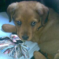 Blanding af racer Clea R.I.P