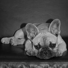 Fransk bulldog Bertha (død)