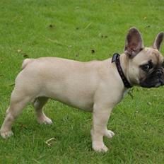 Fransk bulldog Bertha (død)