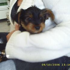 Yorkshire terrier Nemo