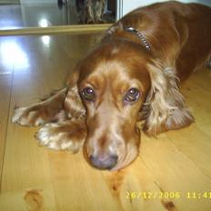 Cocker spaniel Simba