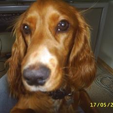 Cocker spaniel Simba