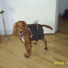 Cocker spaniel Simba