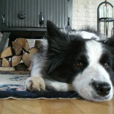 Border collie Tilde