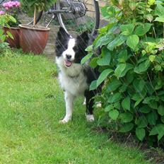 Border collie Tilde