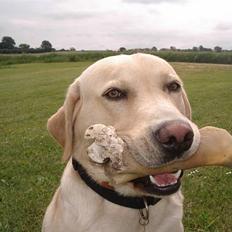 Labrador retriever ¤Kato¤