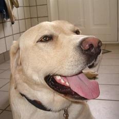Labrador retriever ¤Kato¤