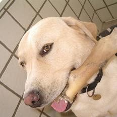 Labrador retriever ¤Kato¤