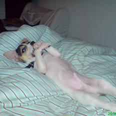 Dansk svensk gaardhund Luca Toni