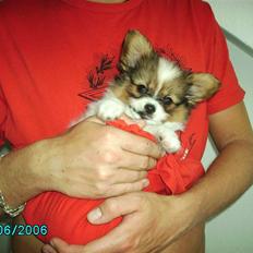 Papillon Thygesminde´s Don Carlos