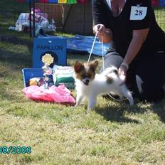 Papillon Thygesminde´s Don Carlos
