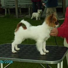 Papillon Thygesminde´s Don Carlos