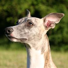 Whippet Viggo (Himmelhund)