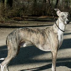 Whippet Viggo (Himmelhund)
