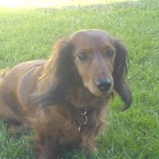 Gravhund Cille R.I.P. 