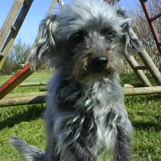 Blanding af racer Cirkeline R.I.P :'( 