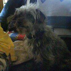 Blanding af racer Cirkeline R.I.P :'( 