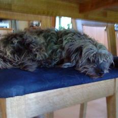 Blanding af racer Cirkeline R.I.P :'( 