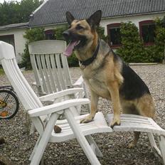Schæferhund Maja <3